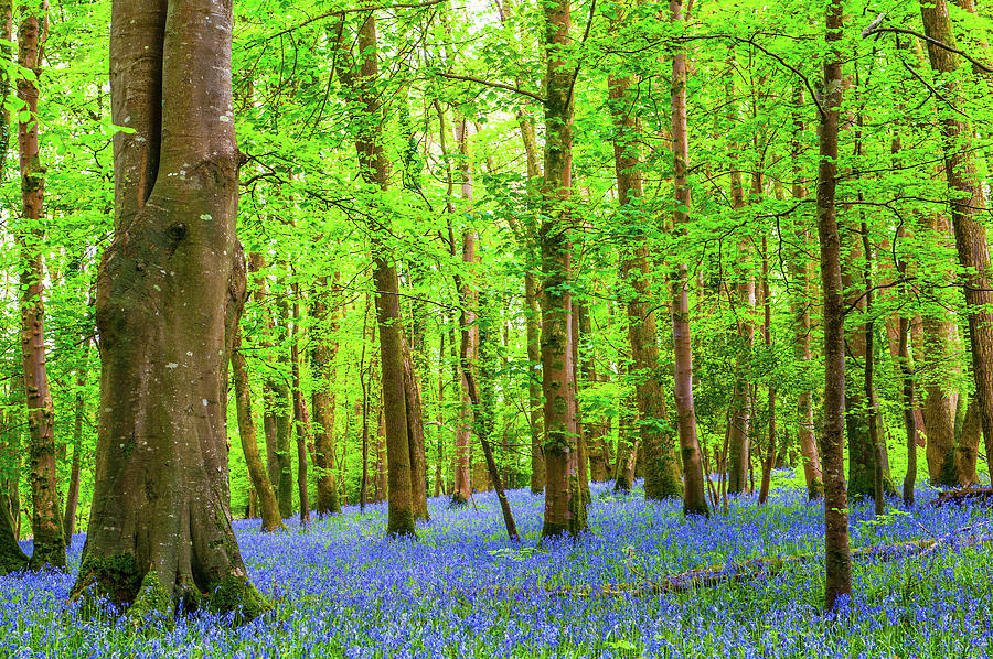 Bluebell Woods iii Photograph by Helen Jackson