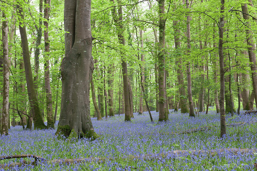 Bluebell Woods iv Photograph by Helen Jackson