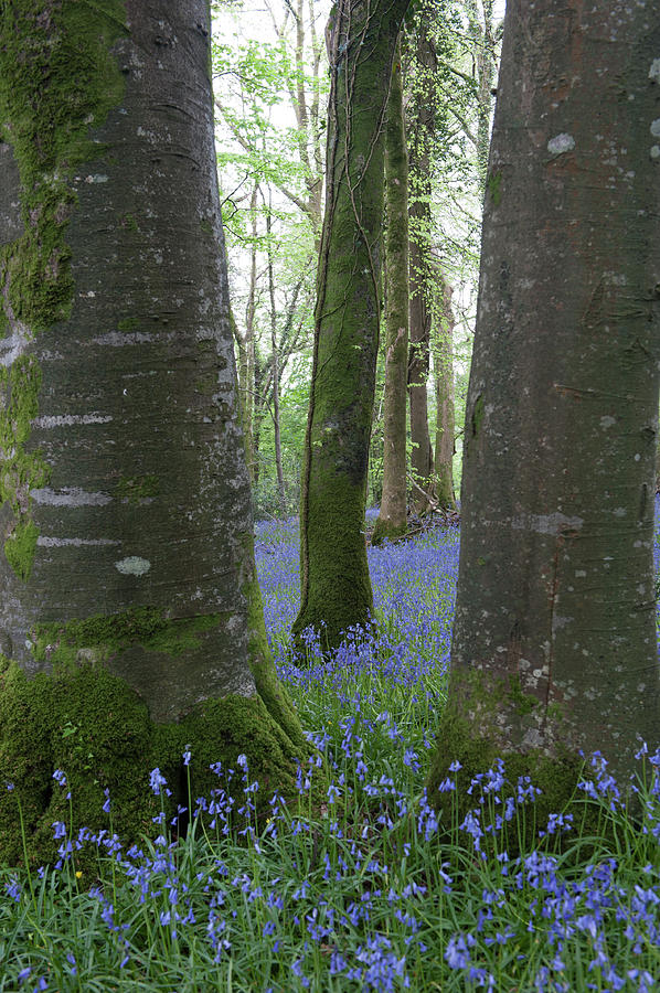 Bluebell Woods ix Photograph by Helen Jackson