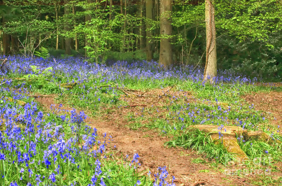 Bluebell Woods Photograph by Linsey Williams