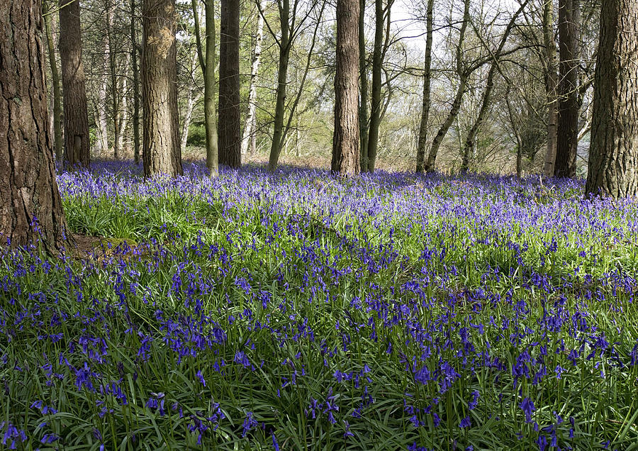Bluebell Woods lll Photograph by Shirley Mitchell
