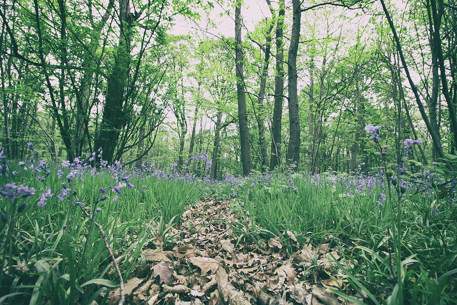 Spring Photograph - Bluebell Woods by Martin Newman
