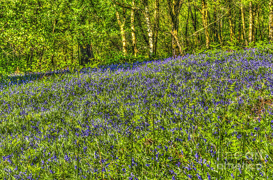 Bluebell Woods Painterly Photograph by Steve Purnell