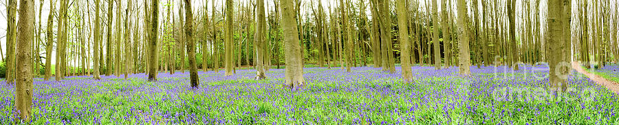 Bluebell woods panorama Photograph by Colin Rayner