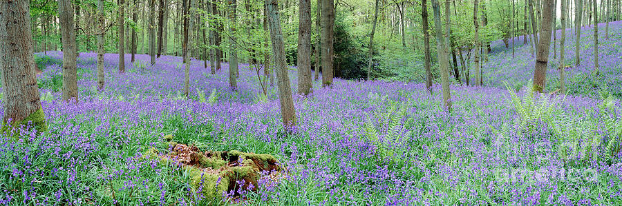 Bluebell woods panorama Photograph by Warren Photographic