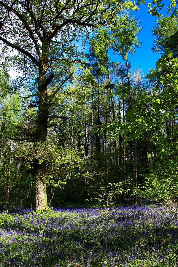 Bluebells Photograph - Bluebell woods by Peggy Berger Bluebells Photograph - Bluebell woods by Peggy Berger