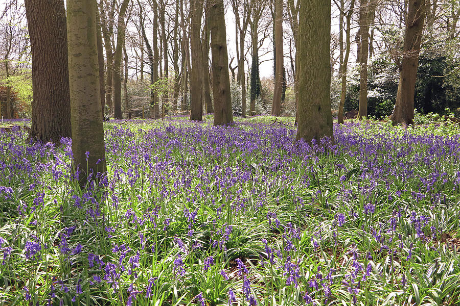 Bluebell Woods Photograph by Tony Murtagh