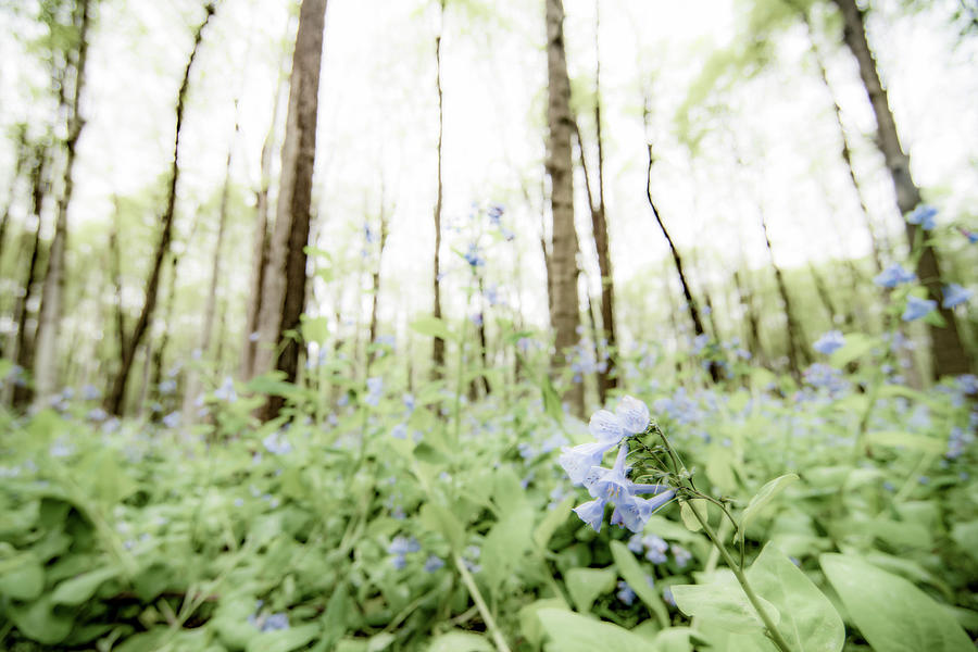 Bluebell Woods Photograph by Tracy Winter