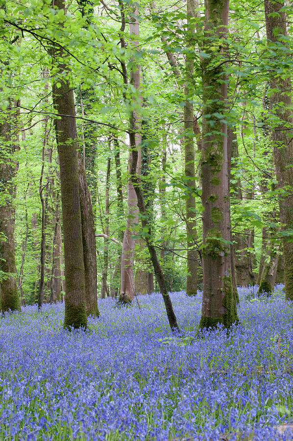 Bluebell Woods v Photograph by Helen Jackson