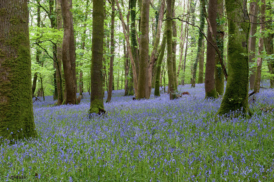 Bluebell Woods vi Photograph by Helen Jackson
