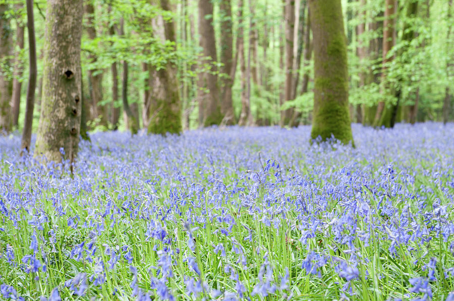 Bluebell Woods vii Photograph by Helen Jackson