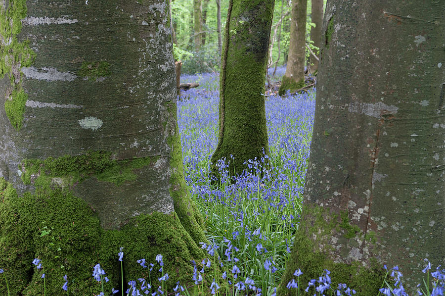 Bluebell Woods viii Photograph by Helen Jackson