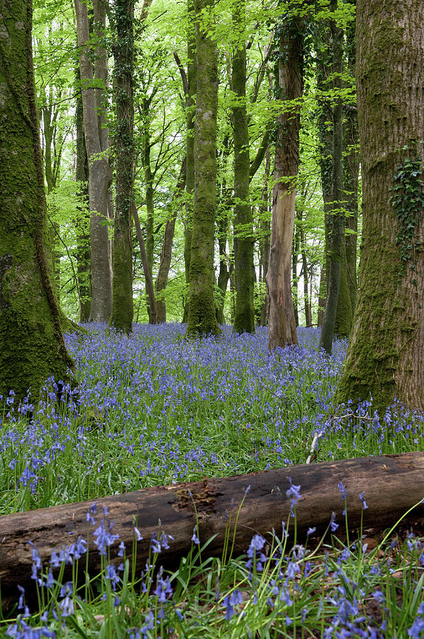 Bluebell Woods x Photograph by Helen Jackson
