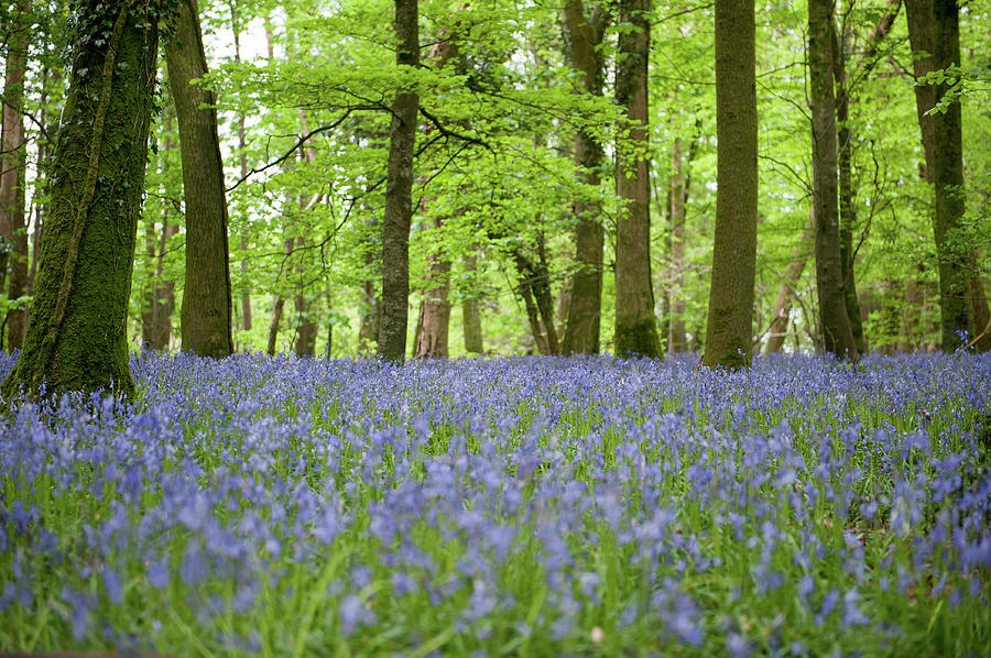 Bluebell Woods xii Photograph by Helen Jackson