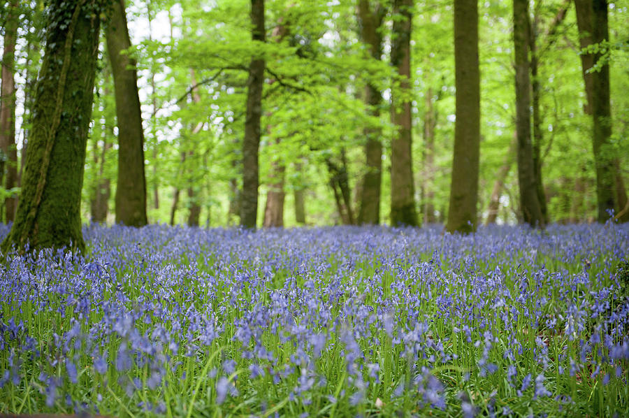 Bluebell Woods xiii Photograph by Helen Jackson