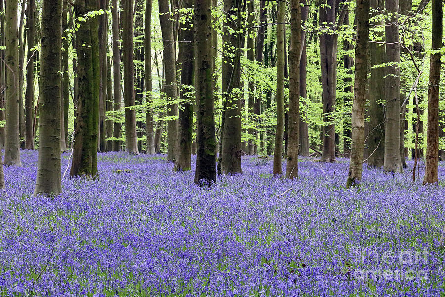 Bluebells and Beech Trees Photograph by Julia Gavin