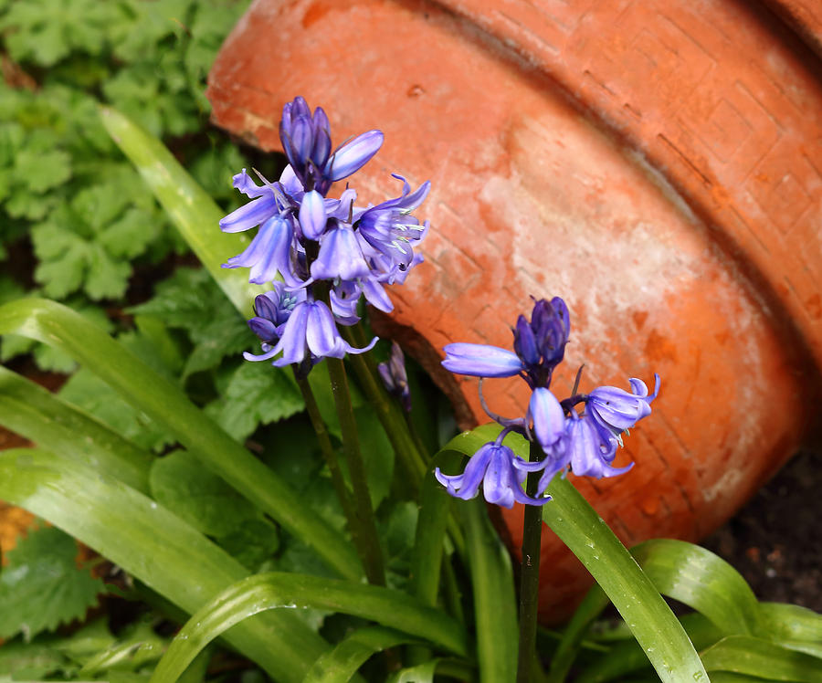Bluebells and Broken Plant Pot Photograph by Jeff Townsend