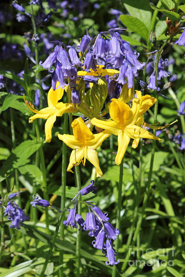 Bluebells and Daffodils  Photograph by Julia Gavin