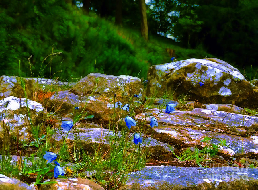 Rocks and Bluebells at Fountains Abbey Photograph by Judi Bagwell