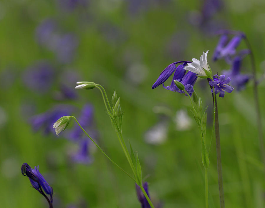 Bluebells and Stitchwort  Photograph by Diane Fifield