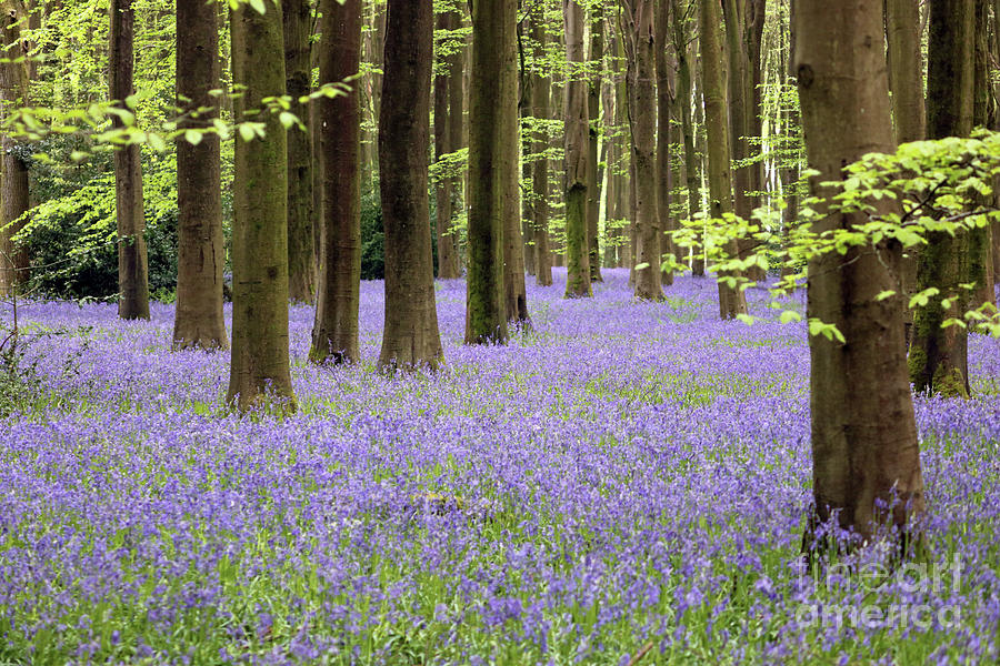 Bluebells and Trees Micheldever Wood Photograph by Julia Gavin