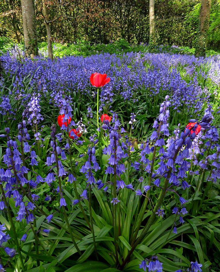 Bluebells and Tulips Photograph by John Topman