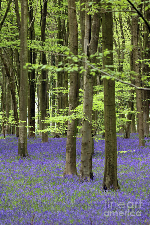 Bluebells at Micheldever Wood1 Photograph by Julia Gavin