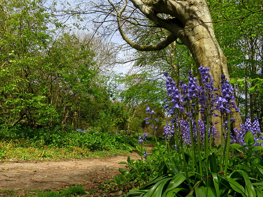 Bluebells By The Tree Photograph by John Topman