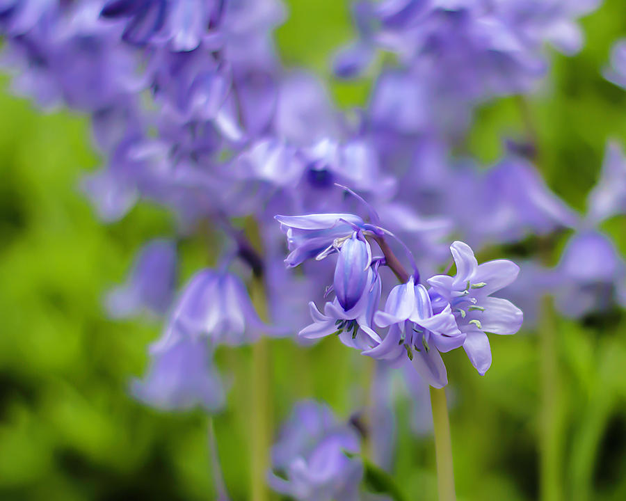 Bluebells by Printed Pixels Bluebells by Printed Pixels