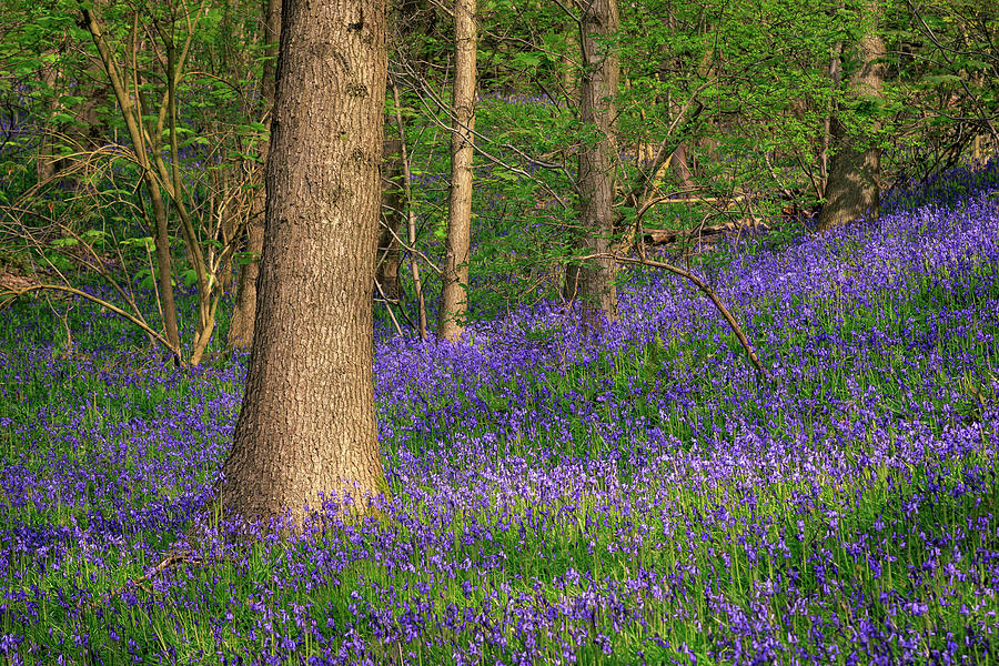 Bluebells  Photograph by Chris Smith