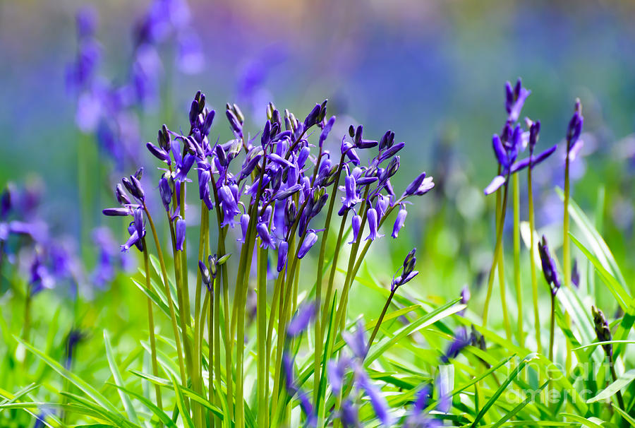Bluebells Photograph by Colin Rayner