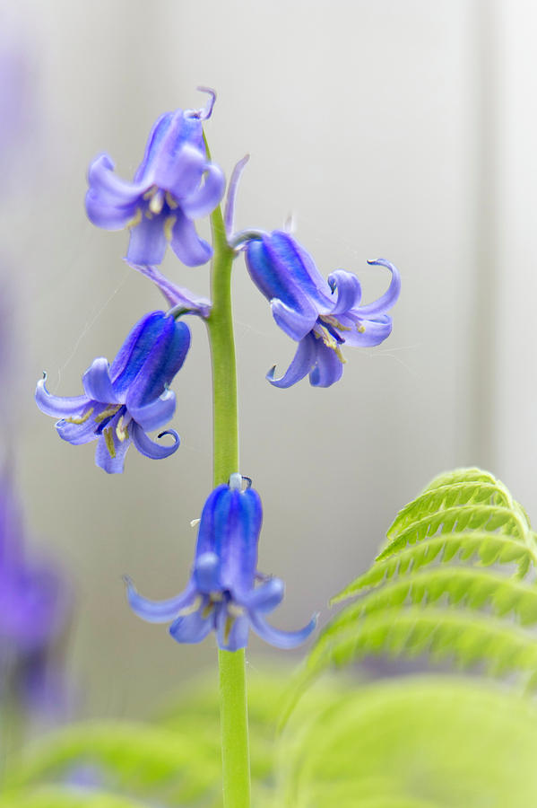 Bluebells Dreamy Wild Flower Fantasy Photograph by Dirk Ercken