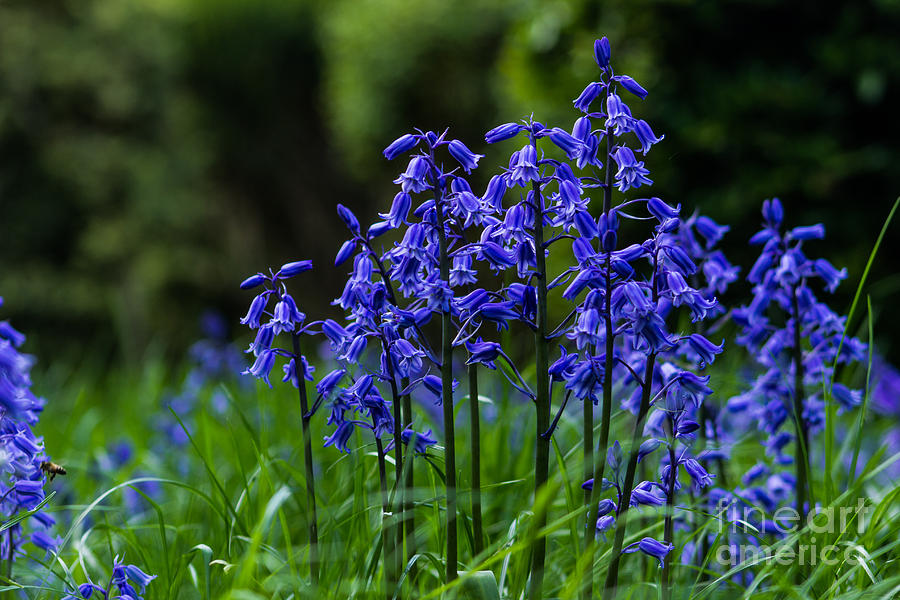 Bluebells by Fabrizio Malisan Bluebells by Fabrizio Malisan