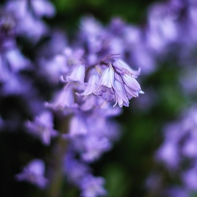Nature Photograph - Bluebells #flower #macro #nature by Tobias King