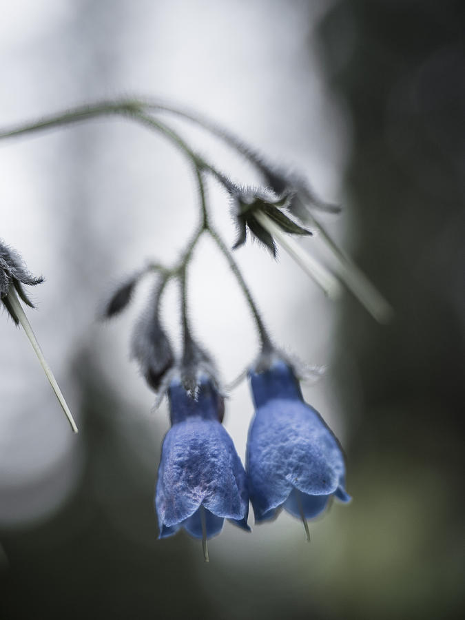 Nature Photograph - Bluebells by Ian Johnson