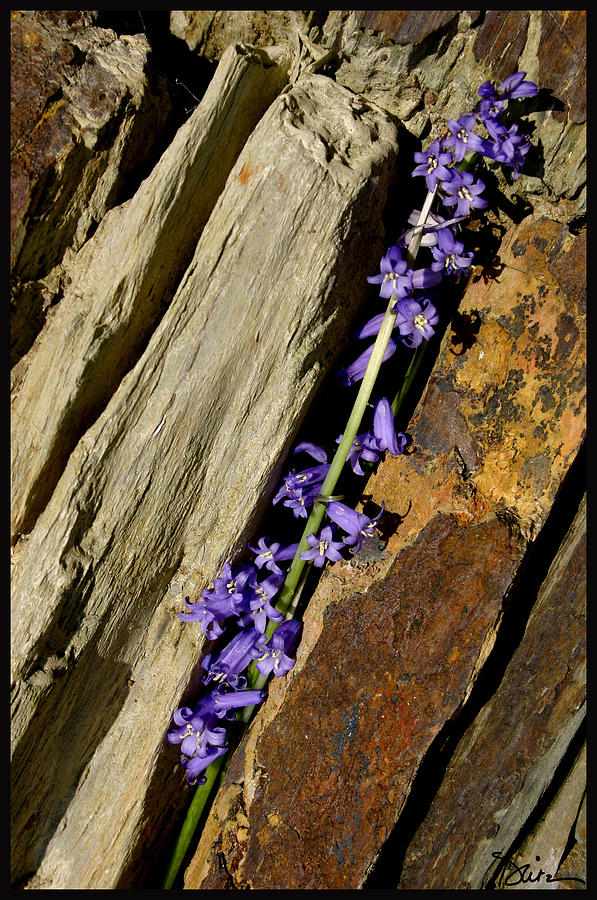 Bluebells in Cornwall Rock Photograph by Peggy Dietz
