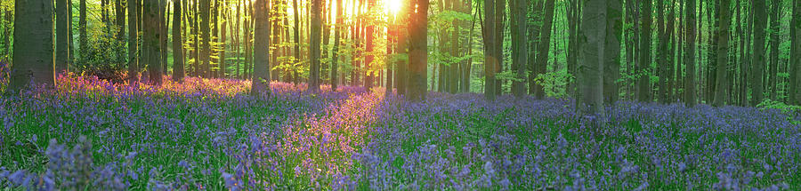 Bluebells In Morning Sun  Photograph by John Chivers