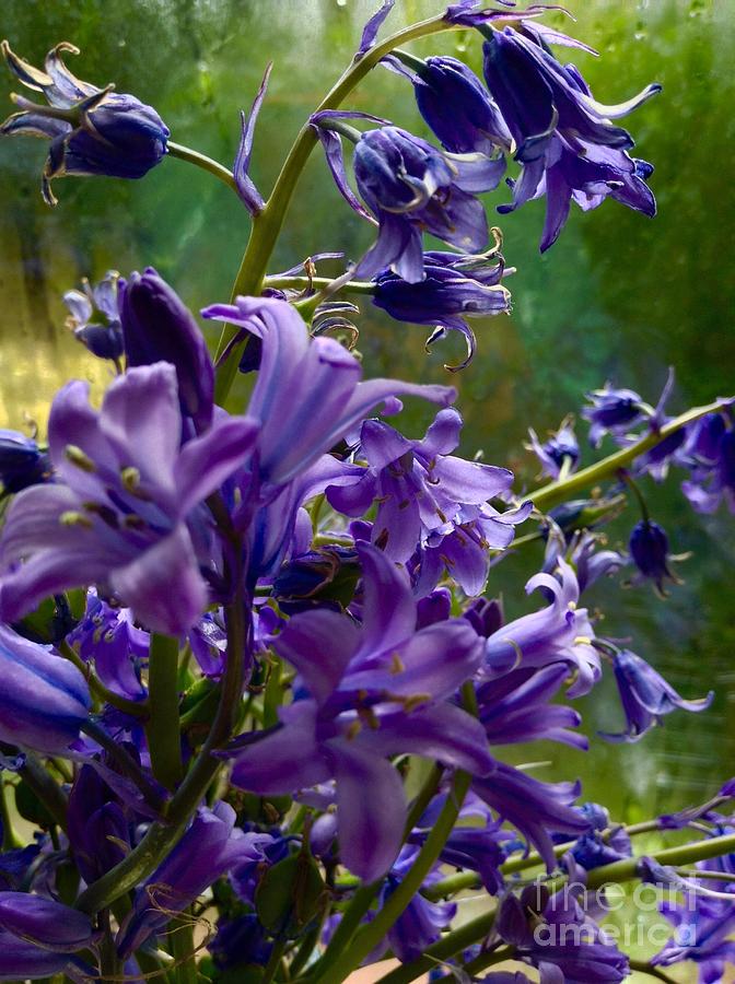 Bluebells in my Garden Window 2 Photograph by Joan-Violet Stretch