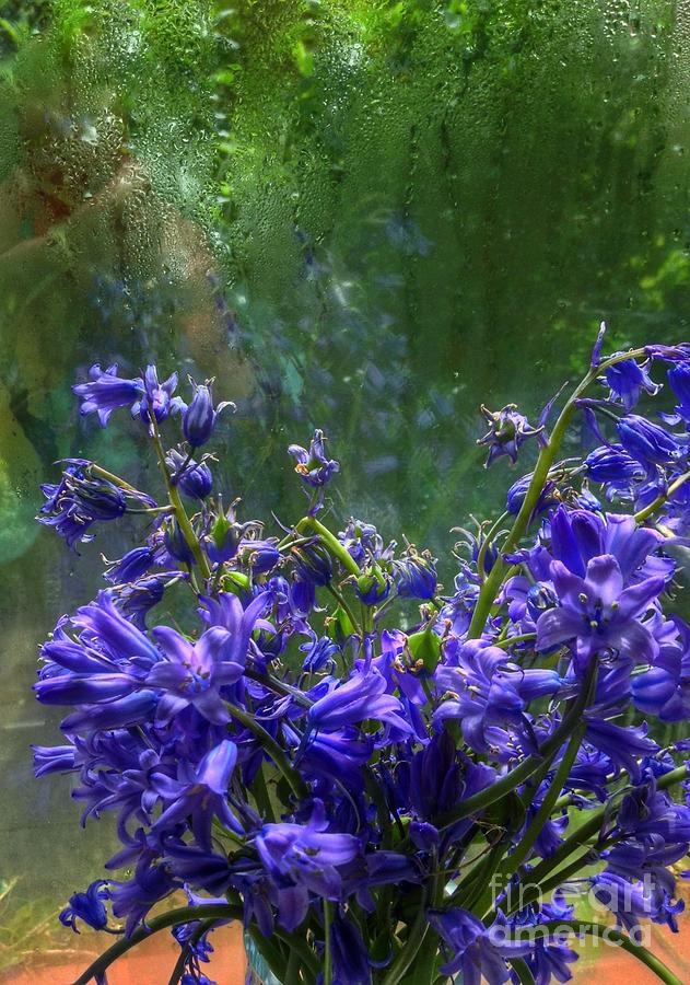 Bluebells in My Garden Window 4 Photograph by Joan-Violet Stretch