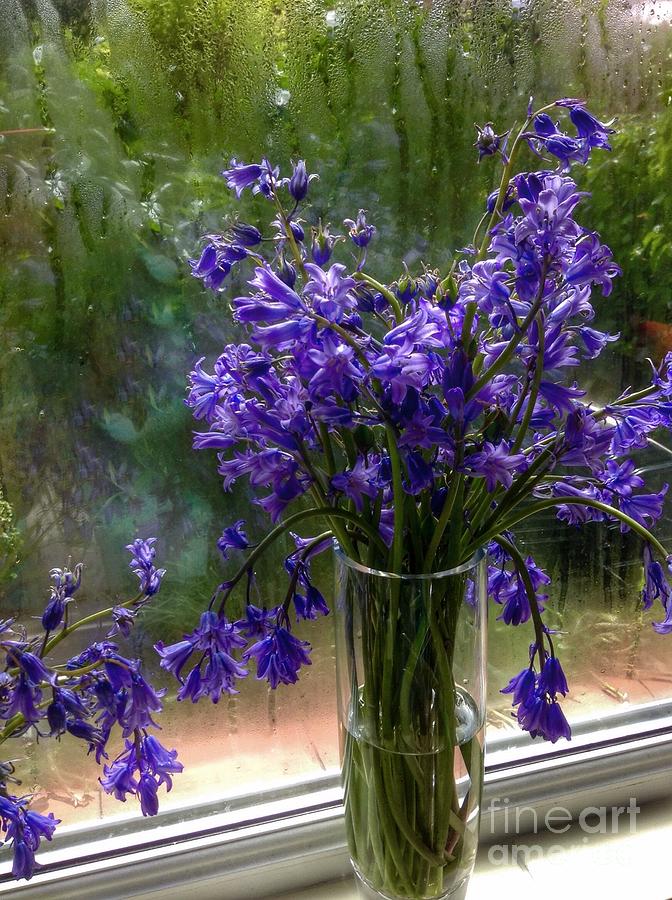 Bluebells in my Garden Window 5 Photograph by Joan-Violet Stretch