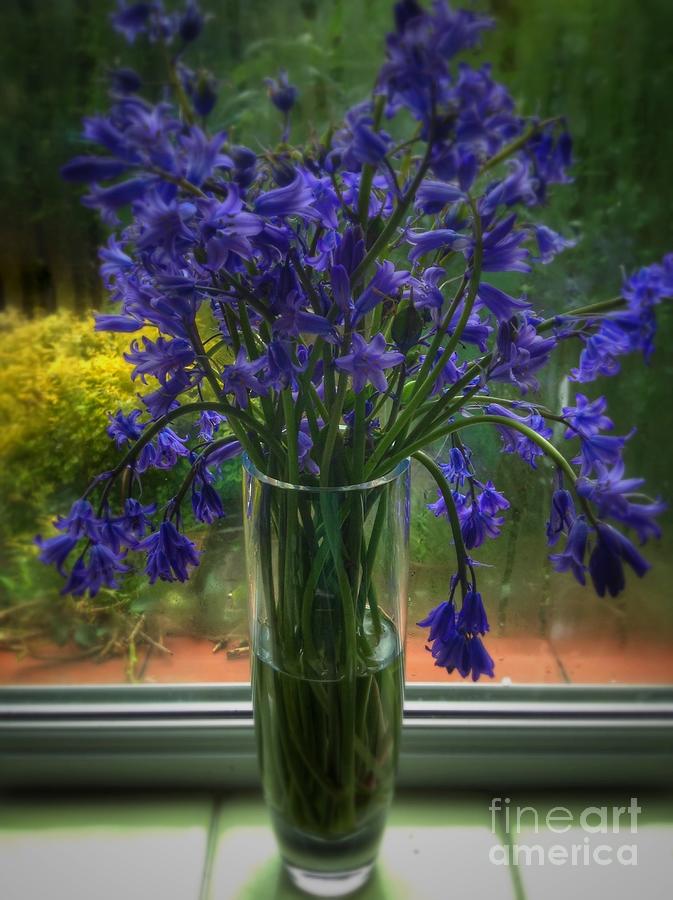 Bluebells in my Garden Window 7 Photograph by Joan-Violet Stretch