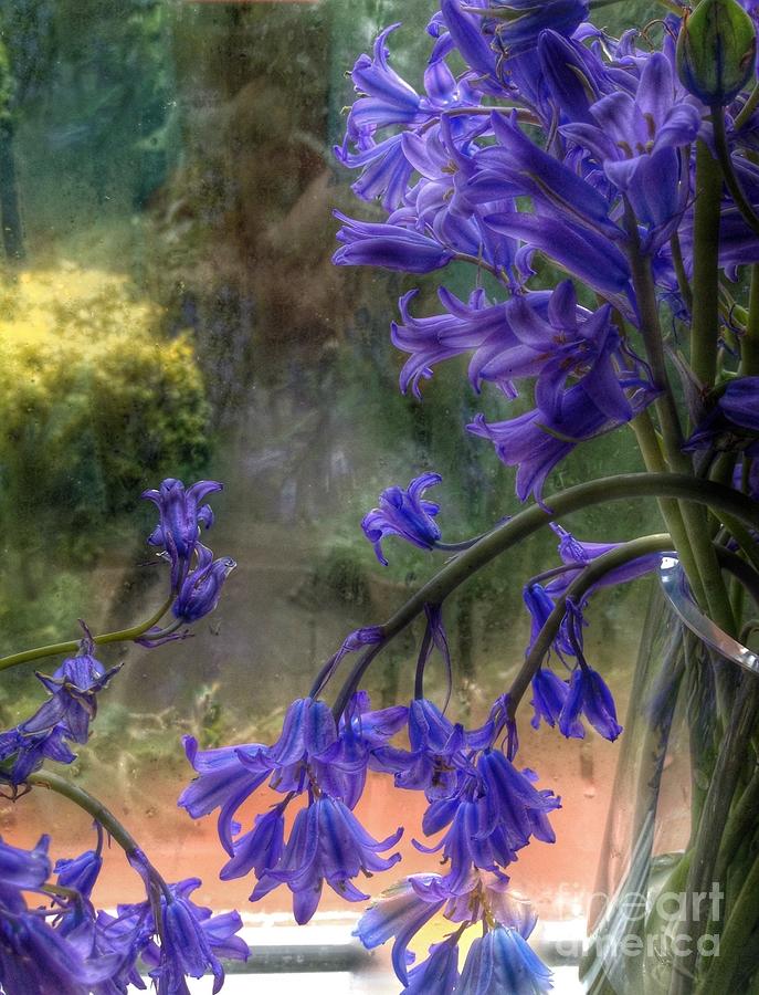 Bluebells in My Garden Window Photograph by Joan-Violet Stretch