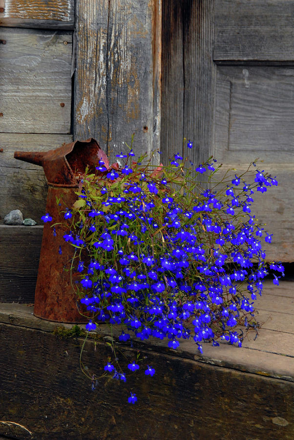 Bluebells In Rusty Pot Photograph by Michelle Halsey
