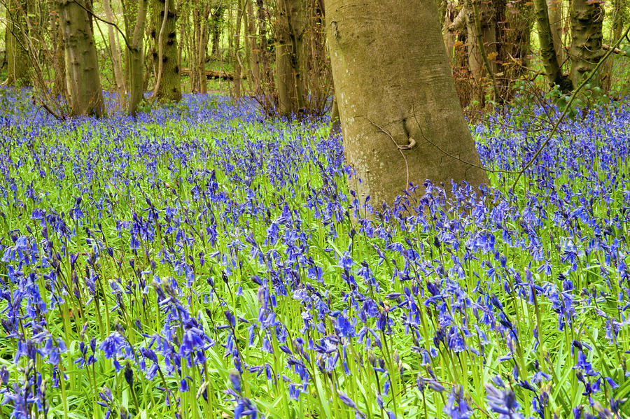 Bluebells in the forest. Photograph by John Paul Cullen
