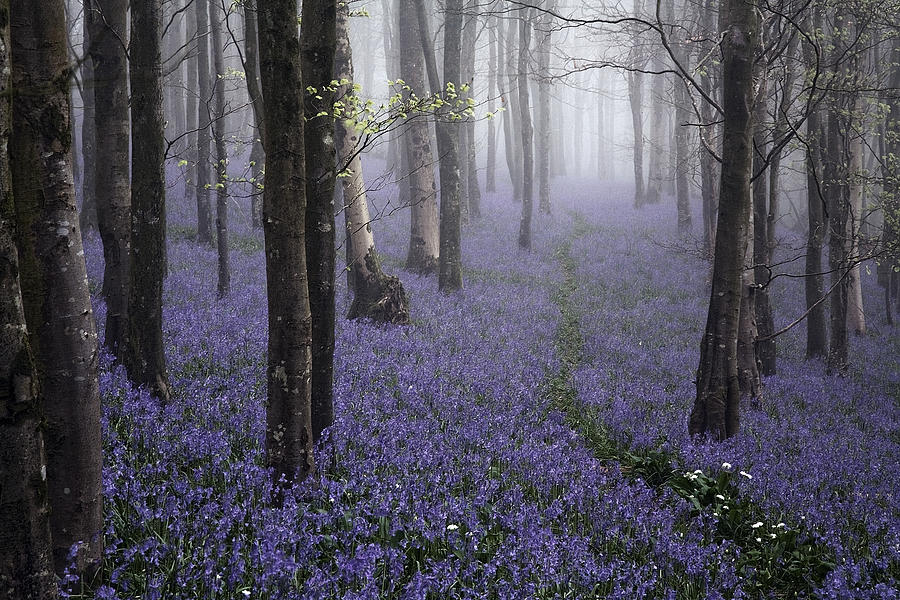 Tree Photograph - Bluebells in the Mist by Kris Dutson