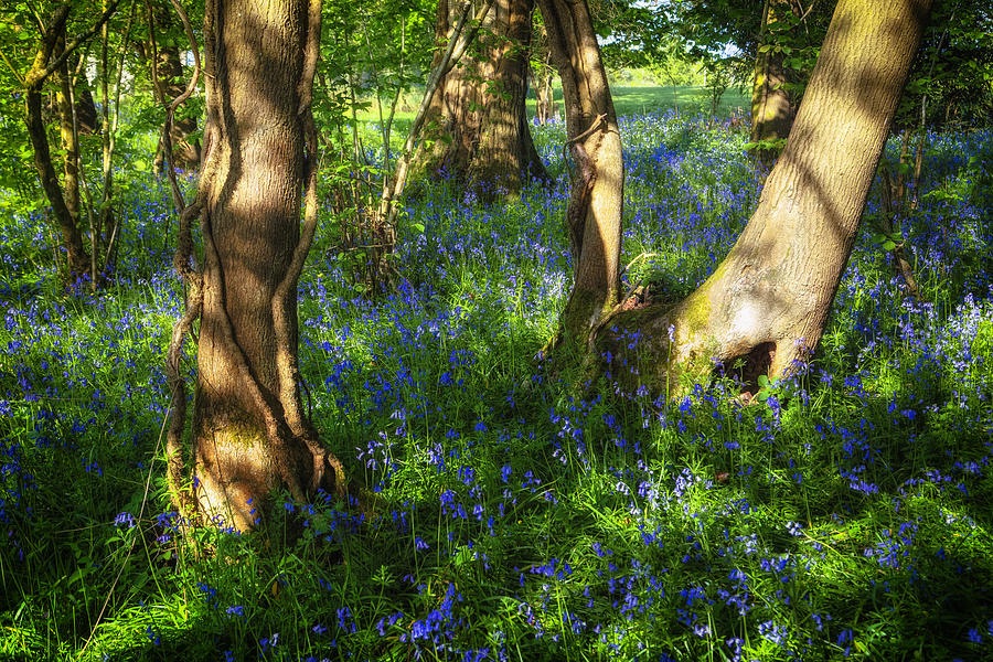 Flower Photograph - Bluebells in the New Forest by Joana Kruse