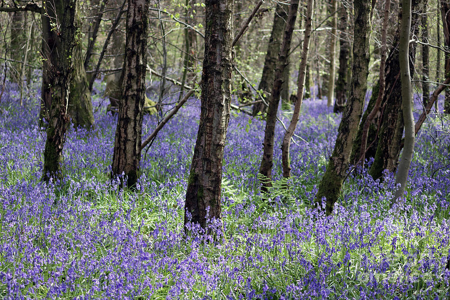 Bluebells in woodland Surrey Photograph by Julia Gavin
