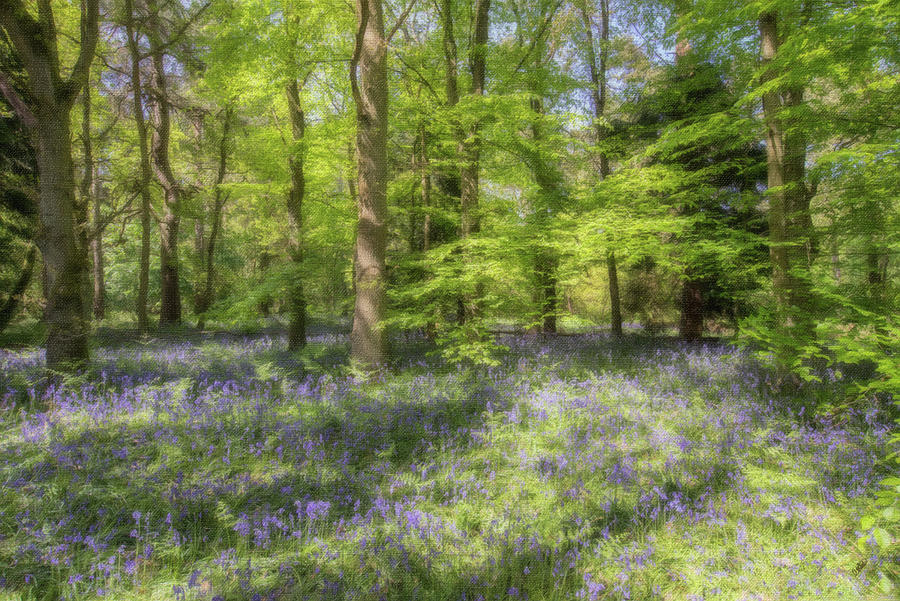 Bluebells - LND652613 Painting by Dean Wittle