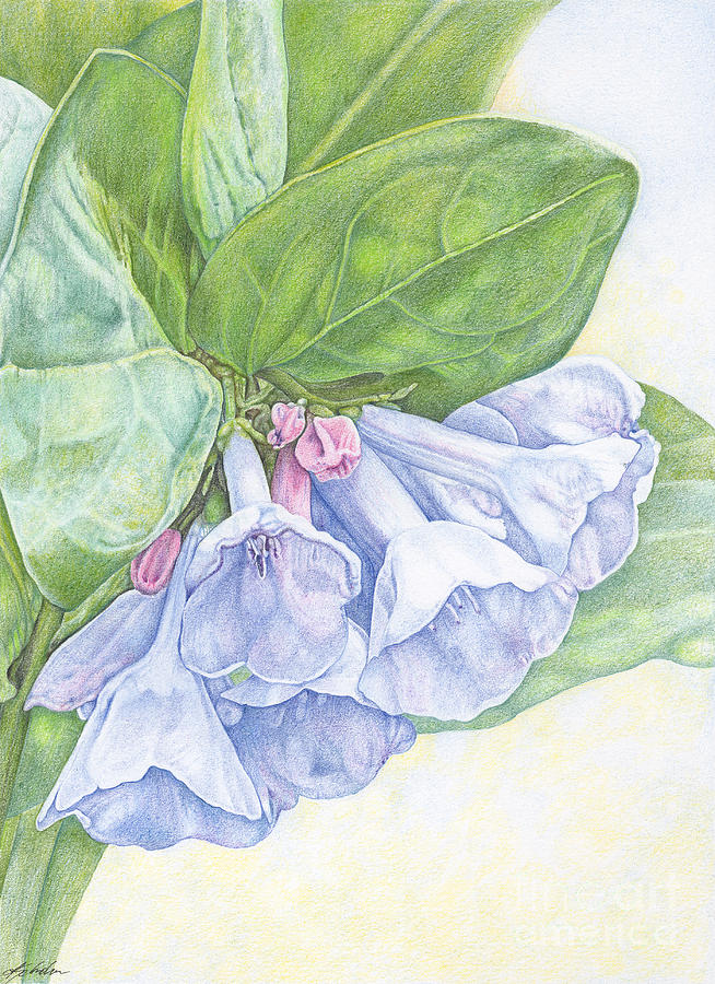 Flowers Still Life Drawing - Bluebells by Lynn Schreiber
