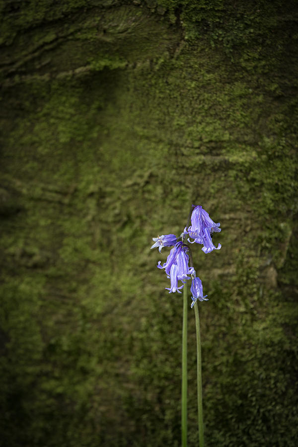 Bluebells Photograph by Nigel R Bell